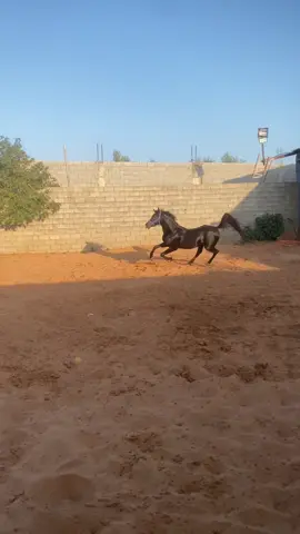 ادهم الغالي 🔥🖤 #horses #اسطبلات_الوطن #خيل_عربي_اصيل #اذكروا_الله #صهيلها_حب_وضرب_حوافرها_عشق🐎🐎🐎 #horse #تريند #ليبيا🇱🇾 #فرس #horsesoftiktok🐴 #horseshoe #خيل_عربي_اصيل🐎🐎 #مهره #الشقب #حصان #خيل_عربي #horsesoftiktok 