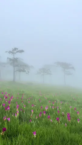 ดอกกระเจียวบานแล้วนะ หมอกฟินๆ🌷🌷🌷 28/6/68#🌧️ #ทุ่งดอกกระเจียว#เที่ยวหน้าฝน #ชัยภูมิเมืองน่าเที่ยว#ชัยภูมิเที่ยวได้ทั้งปี#ฤดูฝน #ธรรมชาติ #เที่ยว #ธรรมชาติบําบัด 