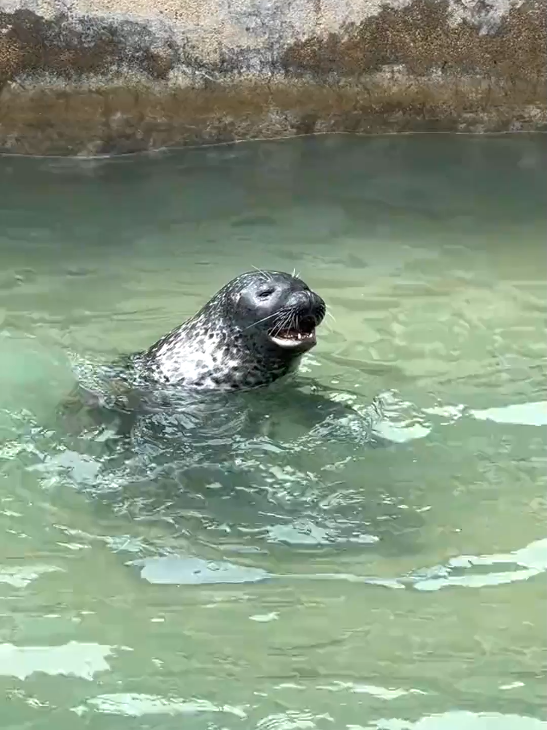 #otter#zoo