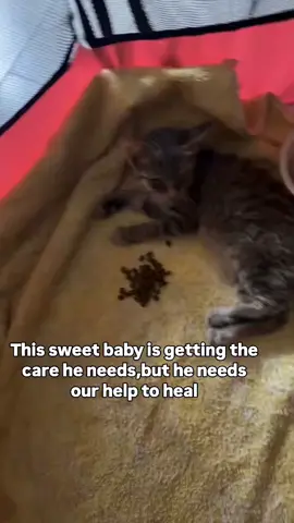 Meet our newest rescue — a soul we found struggling to survive on the cold streets, unable to move. he's safe, warm, and receiving care - but his journey to healing has only just begun. He still needs and support to truly recove * Will you be part of his second chance at life? Even S the smallest act of kindness can make a world of difference. our help to heal If you can help, please donate via our link in bio, Thanks you so much for support, prayers and good wishes 