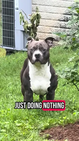 First trip outside this morning with bingo #americanbully #dogsoftiktok #dogvideos #fyp #bingo #dogmom #roadto10k 