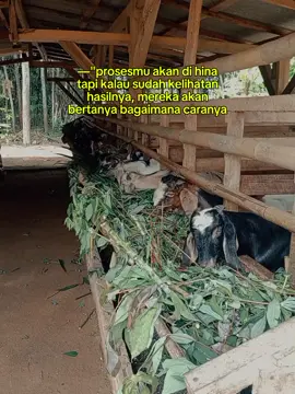 enjoy the proses 🤝 #fyp #peternakmuda #trending #masukberanda #viralvideo #lampungtiktok #soundviral #kambinglampung #quotes #milenial #world #jambi 