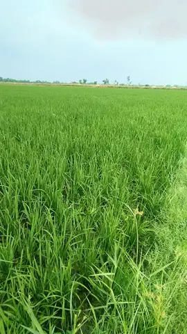 Alhmdolillah Rice Crop 💕 #fypage #foryou #repost #ricesowingtime🌾🌾🌾🥰 #guradlp18 #videoviral #ricecrop #mumtazlashari 