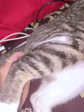 Punya kucing aja ku pecil aplgi pnyamuu wkkw cndee”