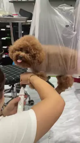 #hoiyeucho #poodle #xuhuongtiktok em bé biết cười #suathui 