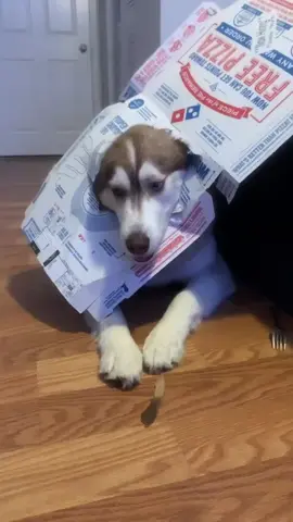 Throwback to Thor eating his way through a pizza box when I was out 🥹 #sillydog #funnydogvideos #huskysoftiktok 
