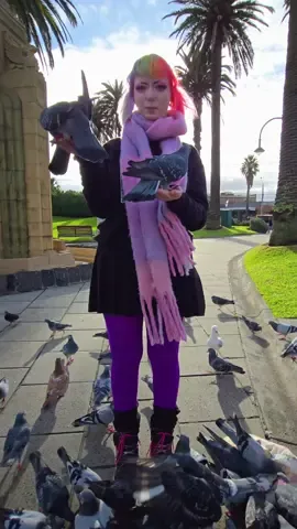How many times did you spot the beautiful little brown and white piebald? I call him Chicken Boy 🤍 The little pattering you hear is actually the pigeons walking on the bin, I wheel one over and put my phone on it to film 🌝 #pigeontok #pigeonlovers #bird #birdlover #cuteanimals #cutebird #animallover #pigeonlady 