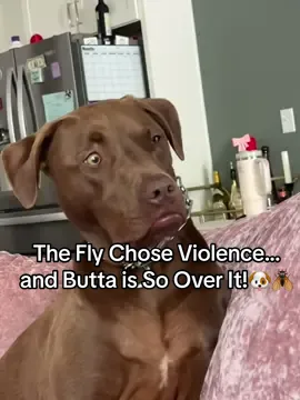 This fly is living rent free in Butta’s head! 😅🪰🐶 #dogs #dogsoftiktok #funnydogs #buttathedog #pethumor #dogtok #funnyvid 