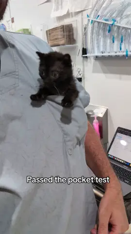 A minor setback in Baby Corn's training for his rematch against corn. #babycorncat #wobblycat #kitten #vetvisit 