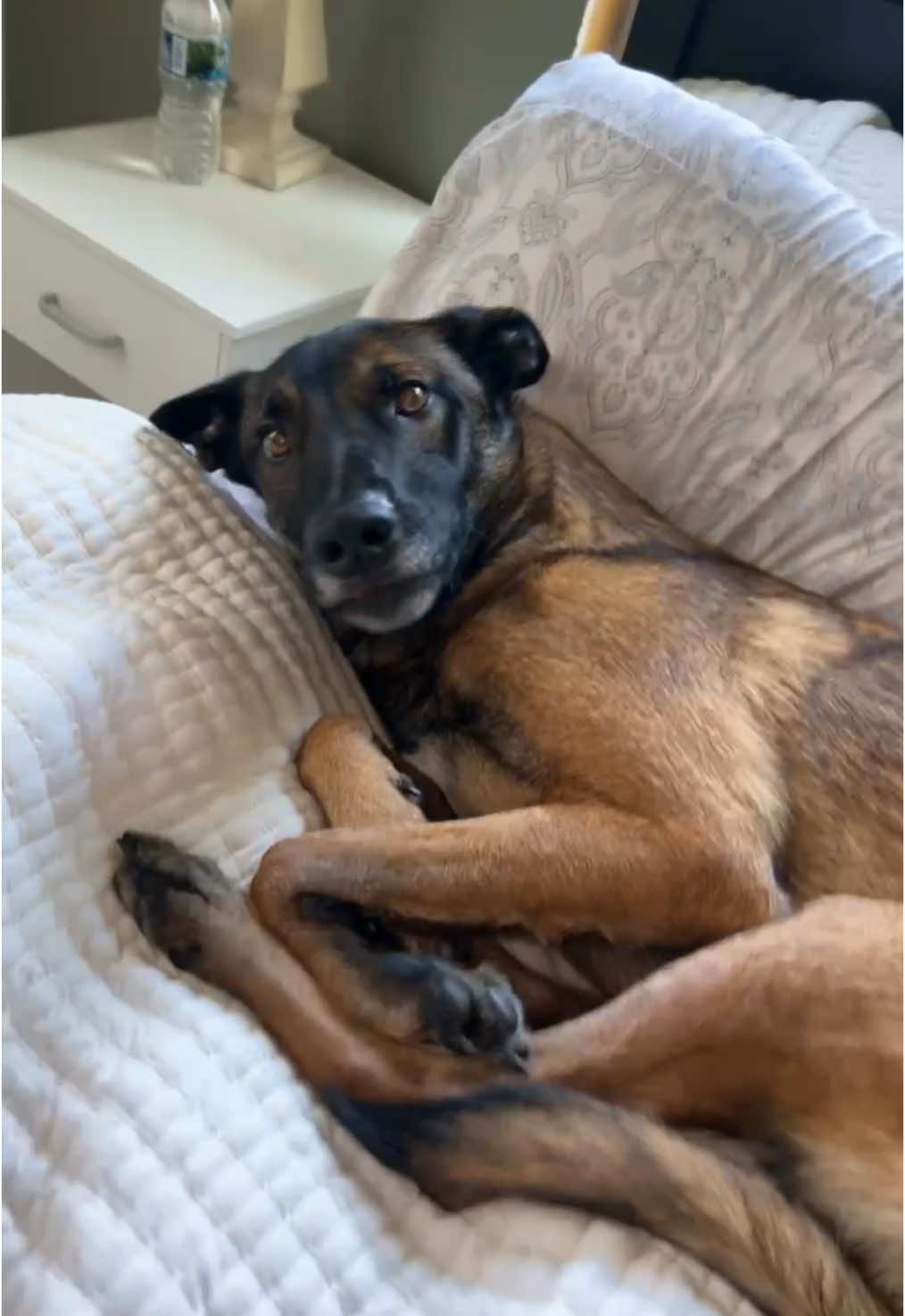 the sleepiest bug you’ve ever seen 😅😩🤍 #shepherd #malinois #dog #dogs #sleepy #fypシ #dogcommunity #mal #belgium 