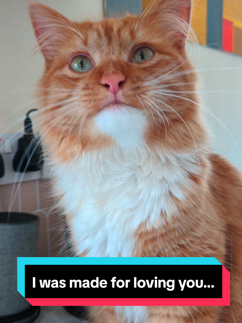 Bob was built for adventure! #adventurecat #hikingcat #cattok #catsoftiktok #pettok #PetsOfTikTok #catmum #catmumlife #iwasmadeforlovingyou 