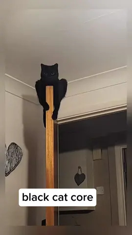 #pets #blackcat #cats #fyp #funny 