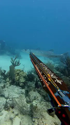 The Cuban neighbours favourite fish! Trading a couple of barracudas every day for an authentic Cuban dinner waiting for us when we get back. Think both parties are happy with that deal! Was a couple of bull sharks cruising around that I don’t wanna fire up so knew I had to get a stone shot🎯🎯