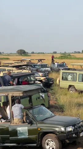 Haza today was a movie in Queen Elizabeth National Park 🏞️  #allanietheguide #fyp #safari #offroa #4x4offroad 