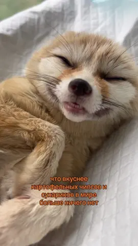#fennec #fennecfox #фенек #пустыннаялиса #desertfox #wild #PetTok #funnyanimals #лисафенек 