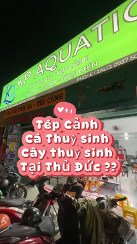 Ở Thủ Đức đang tìm cá cảnh thuỷ sinh, các mẫu cá tầng đáy và tép cảnh thì có thể tham khảo qua shop mình nhé mọi người #thuysinh #tepcanh #xuhuong #pleco #cachuot 