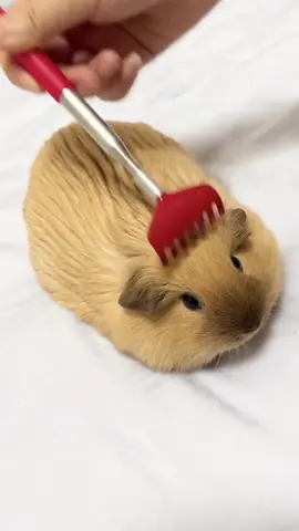guinea pig are so funny. 🥰😍😘#guineapig #guineapigs #pet #cute #cutepet #petlover #pettraining #PetsOfTikTok #fyp #funny #funnyvideos #foryou 