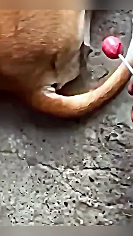 The end #prank #funnyvideos #funnymoments #prankvideo #lol #funny #foryou 