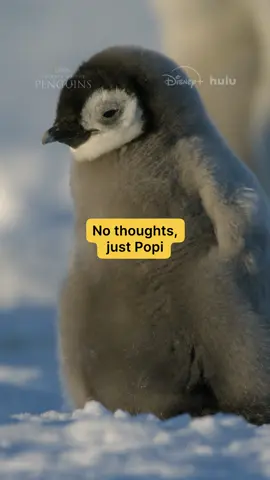 Live in the moment. The Popi-filled moment. #SecretsOfThePenguins