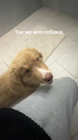 Не знаю как вас, я смеялась до слез с этой щенячьей морды