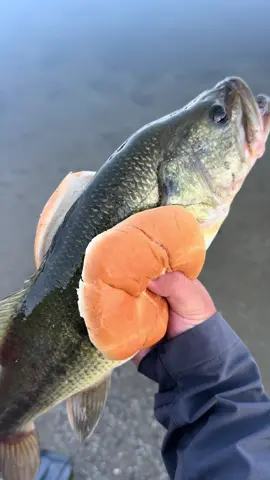 I got soft hands #fishing #bass #fyp 