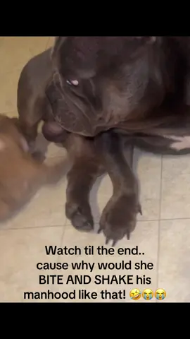 #Kane#Kookie#HeSickOfHer#PleaseGetThisPuppy#newpuppycheck#fypシ゚viral #fyp #foryou #family #dogsoftiktok #funny 