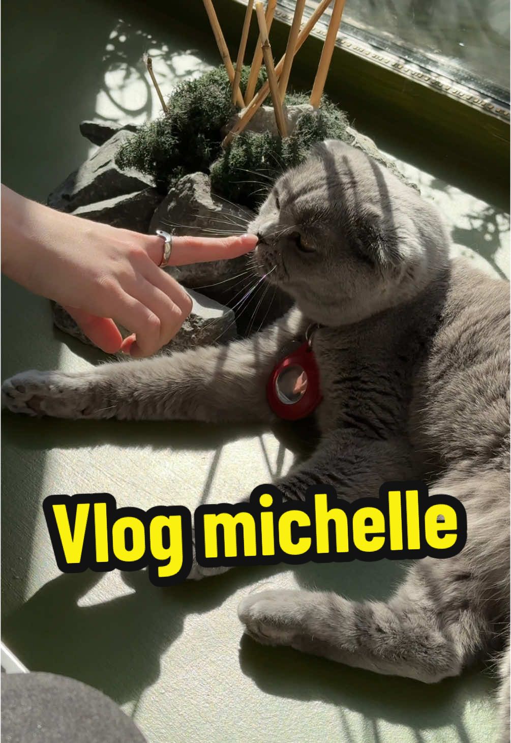 Video b ri3ayet michelle 🫶 #tunisia🇹🇳 #cat #russia 