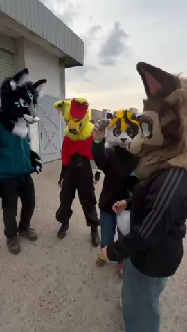 АПХАХАХАХ #furry #фурри @dangorousss @mikott_sxs