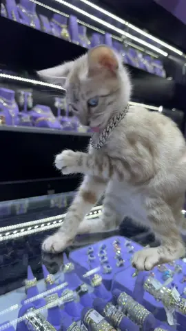Exotic kitten #bengalcat #leopardcat #foreignbengals #snowbengal #fyppp 