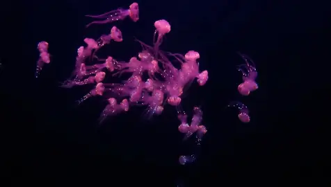 A large school spotted. They can typically be seen traveling in large groups such as this. #siphonophore #jellyfish #fish #squid #marinelife #oceanlife #cuttlefish #oceantok 