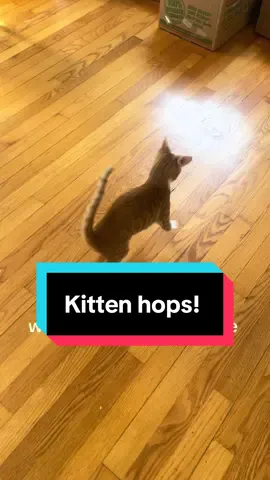 Our little blind foster boy, Stamp, has the best time hopping around 😂 @Community Cat Club  #catsoftiktok #kittensoftiktok #foster #adopt 