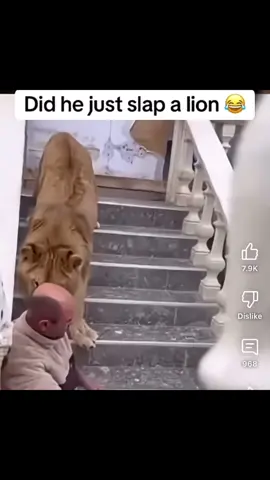 I swear I laugh all day long😹😹😹 #idontowncopyrights #funny #funnyvideos #lions #slap #slaps #foryou #foryoupage #foryourpage 