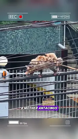 Mother mouse 
