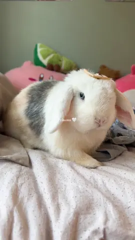 Inlove with those blue eyes #bunnymom #bunnytok #hollandlopbunny #bunnymomma #furbaby @โมจิคุง Mochi 