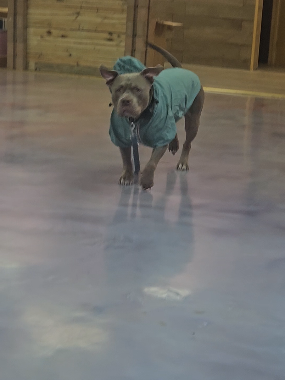 Such A Cutie Pie!!🐾😊❤️🐕 #adorabledog #PetsOfTikTok #dogsoftiktok #americanbullybreed #tiktokpets 