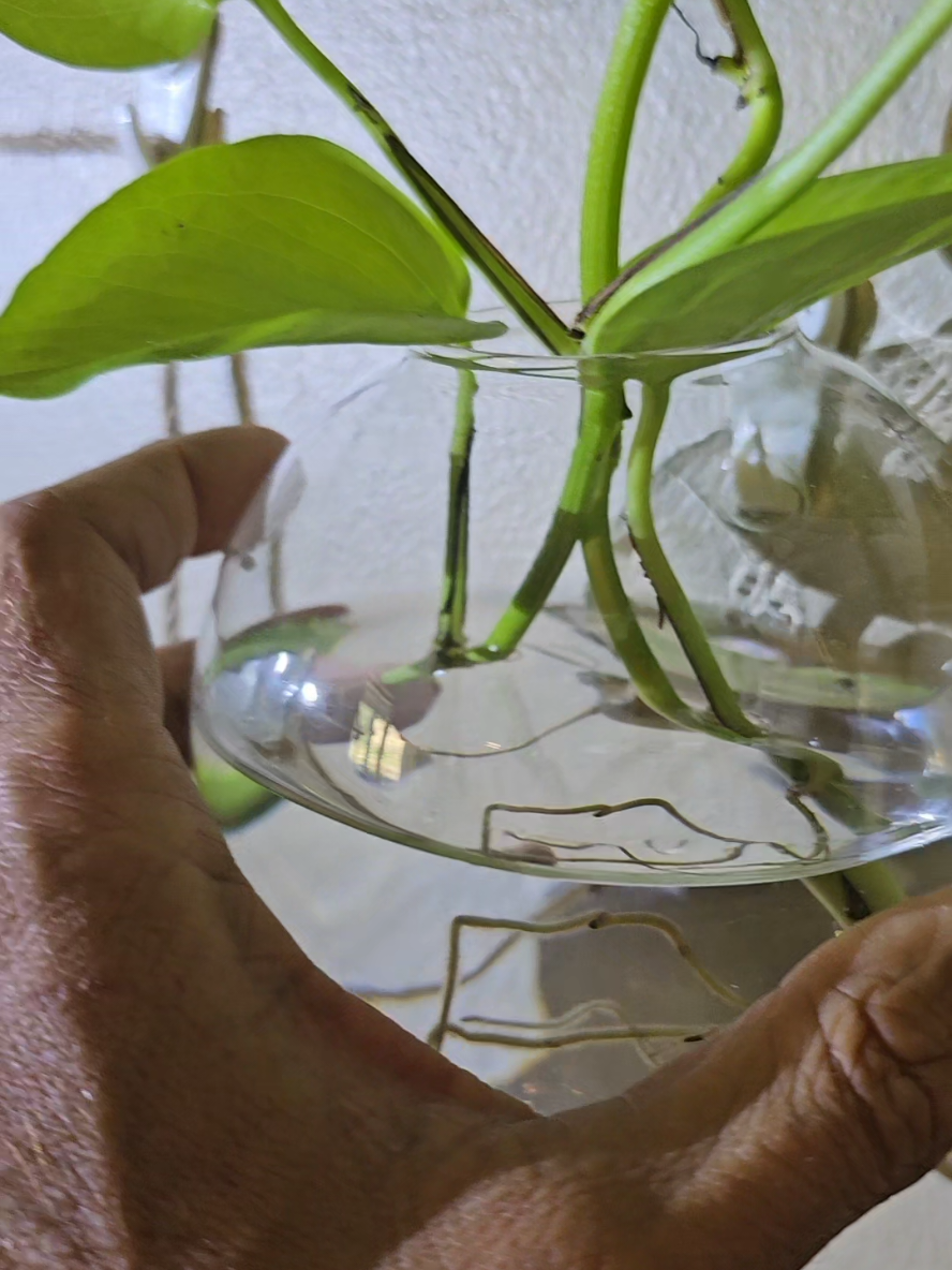 Wall Mounted Glass Globes  #indoorplants 