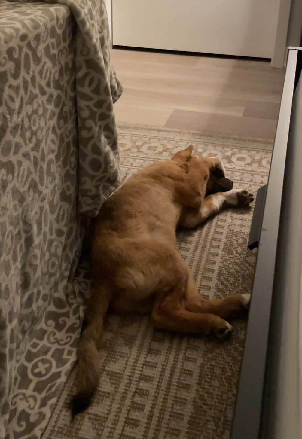 “Moooom turn off the lights!” #dog #dogsoftiktok #puppy #puppytiktok #rescue #rescuedog #pet #PetsOfTikTok #happydog #funny #dogmom #fyp #foryoupage #dogs 