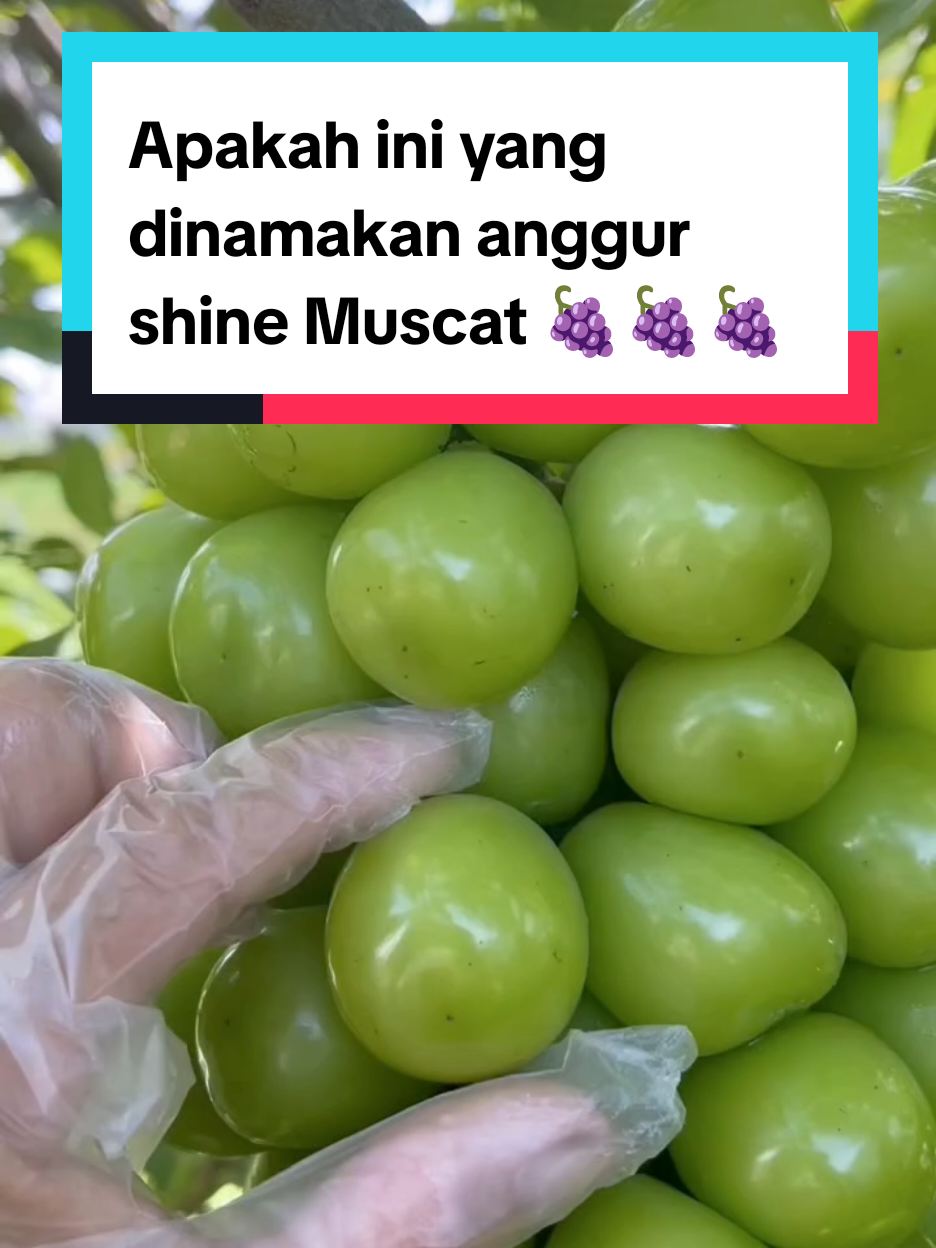 Apakah ini yang dinamakan anggur shine Muscat 🍇🍇  #anggur #anggurimport #tiktokvideo #viraltiktok #video #fyp #viral 