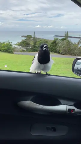 Getting braver! More birdsong by the sea #birdsoftiktok  #birds  #birdsong  #ocean  #sea  #australia 