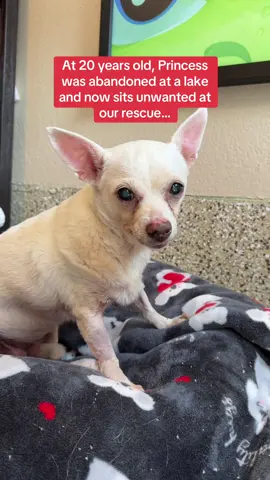 💔 DUMPED AT 20 YEARS OLD 💔 Princess gave her people two decades of unconditional love. But somehow, despite how sweet she is, she was found one day abandoned near a lake alone, terrified, and unwanted. She’s now safe with us and has received the care she desperately needed including a dental, senior bloodwork, and chest X-rays. But so far we have raised $0 out of $1,200 to cover the cost of medical bills! We ask that you help this senior girl and show her what it means to be love. Whether that is sharing this post, donating or even adopt her. We want to show her that despite her past or age, people out there still love her!  🙏 If you can, please donate, link in bio 💗 💌 If you can’t, a share can be just as powerful. Let’s give Princess the love she never should have lost. #adoptme #rescuedog #chihuahua #seniordog 