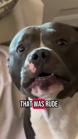 Bruhhhhhhhhh #americanbully #dogsoftiktok #dogvideos #dogsoftiktok #bingo #fyp #dog 