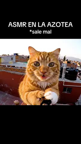 ASMR de gato naranja sale mal