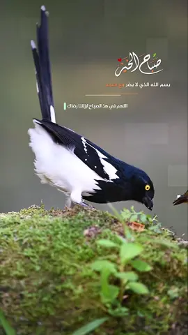 بسم الله الذي لا يضر مع اسمه شيء في الأرض ولا في السماء وهو السميع العليم… #صباح_الخير #دعاء #صباح