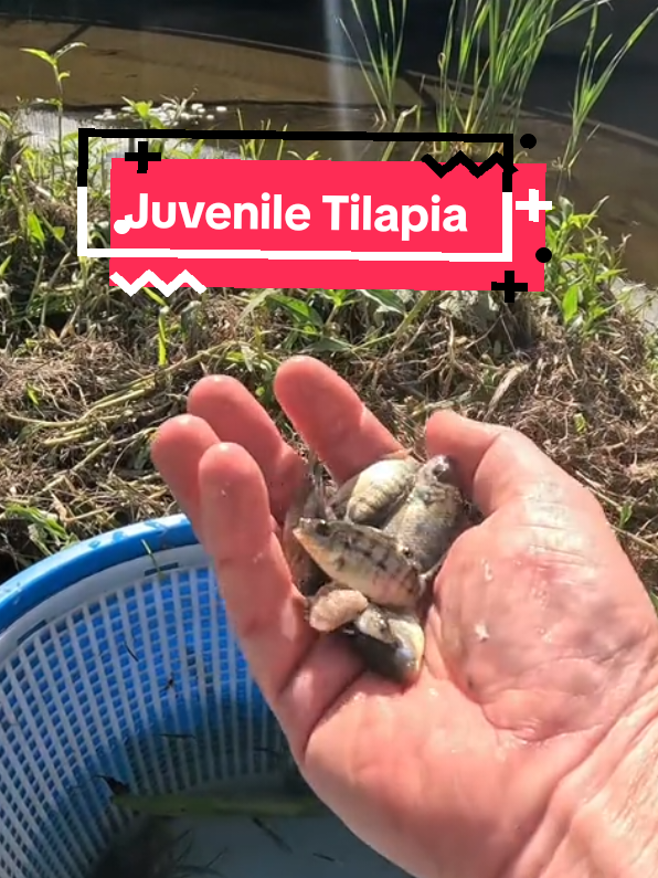 juvenile Tilapia  #tilapia #phillipines #pinoyfoodie #friedtilapia #fish #fishinglife #fishing #tuk #tiktok #australia #fy #fyp #foryoupage 