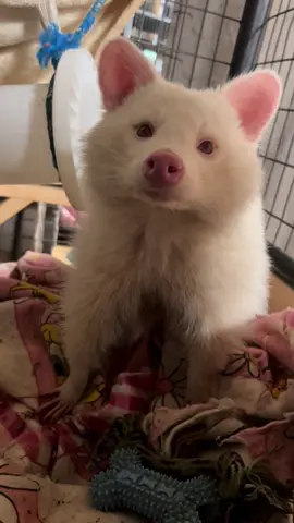 my brave little baby #animals #cute #raccoon #albino #baby #fyp 