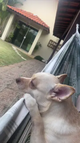Balançando na rede com a mamãe e curtindo a vibe ✌🏼 #pets #doglovers #chilling #doglife 