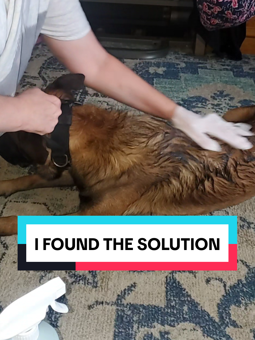 @BugMD found a safe and effective way to get rid of fleas & ticks on your cats, dogs, and in your home. I found it killed fleas within a couple minutes #catownerproblems #dogownerproblems #fleasandticks #bugmd #dealsforyoudays 