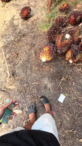 #petanisawitsumatra🌴 #petanimuda #petanisawit #fyp 