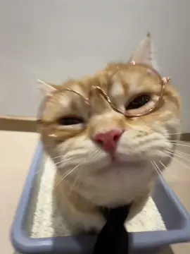 😲❤️#cat #daliylife 
