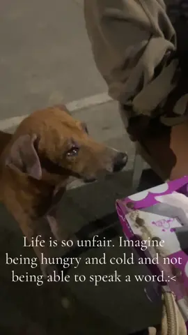 This is your reminder that you can wash your hands later but they can not feel loved everyday🥺#homelessdog #doglover #dogsoftiktok #dogs #saveanimals 
